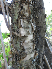 Heteromorpha arborescens abyssinica