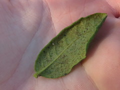 Morella kraussiana