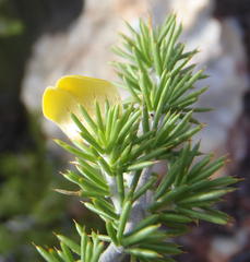 Aspalathus hirta hirta