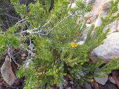 Aspalathus hirta hirta