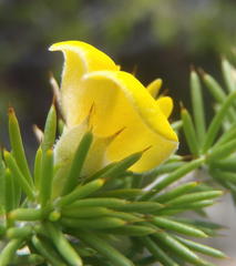 Aspalathus hirta hirta