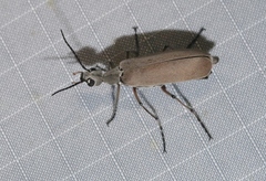 Epicauta polingi