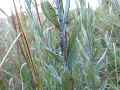 Anoplolepis custodiens