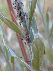 Anoplolepis custodiens