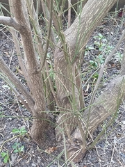 Euonymus europaeus