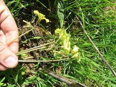 Oxalis pes-caprae pes-caprae