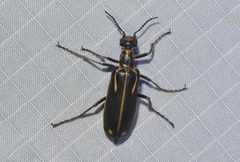Pyrota insulata