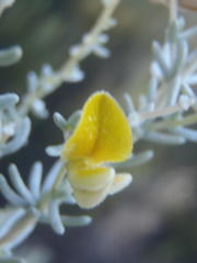 Aspalathus pedunculata