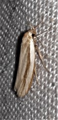 Catoryctis subparallela