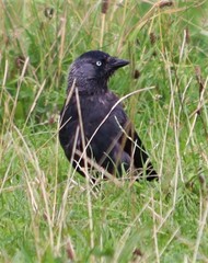 Corvus monedula