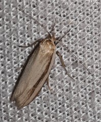 Catoryctis subparallela