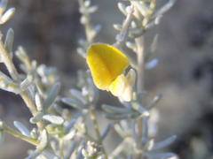 Aspalathus pedunculata