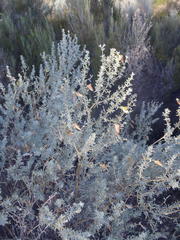 Aspalathus pedunculata