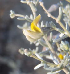 Aspalathus pedunculata