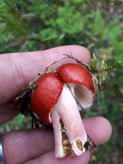 Russula rhodopus