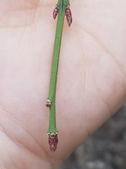 Euonymus europaeus