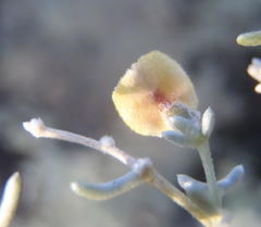 Aspalathus pedunculata