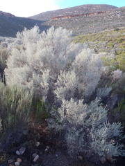 Aspalathus pedunculata