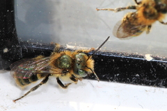 Osmia caerulescens