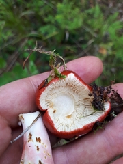 Russula rhodopus