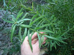 Podocarpus elongatus