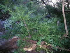 Podocarpus elongatus