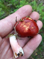Russula rhodopus
