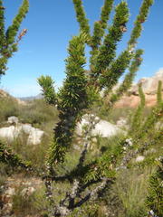 Aspalathus sceptrum-aureum