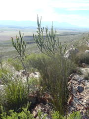 Aspalathus sceptrum-aureum