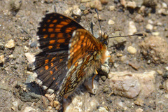 Melitaea caucasogenita