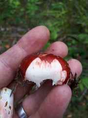 Russula rhodopus