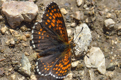 Melitaea caucasogenita
