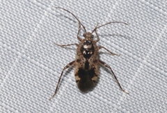 Eustictus