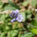 American Alpine Speedwell - Photo (c) Tom Hilton, some rights reserved (CC BY), uploaded by Tom Hilton