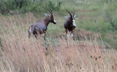 Damaliscus pygargus phillipsi