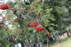 Sorbus aucuparia