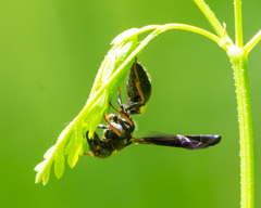 Ancistrocerus unifasciatus