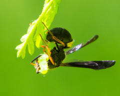 Ancistrocerus unifasciatus