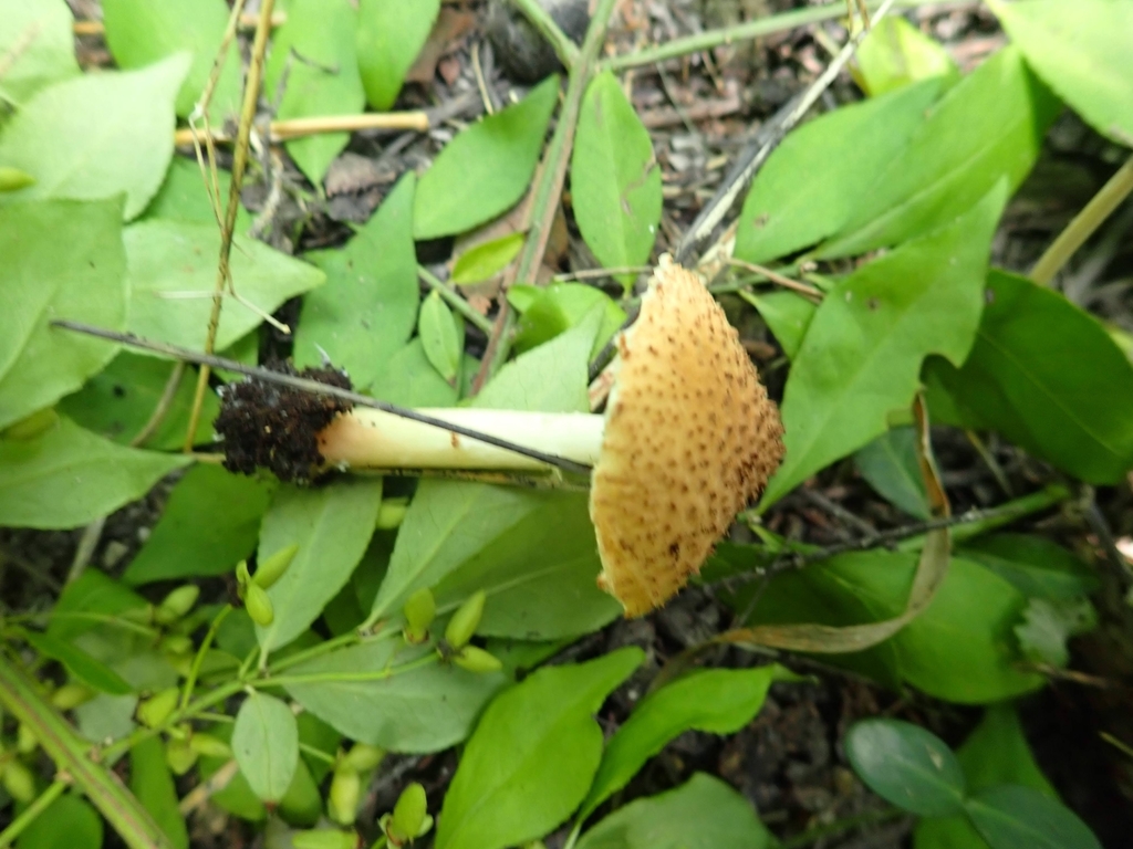 Echinoderma sp. 'IN03'