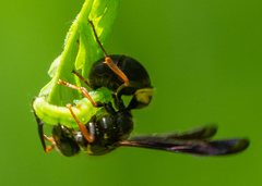 Ancistrocerus unifasciatus