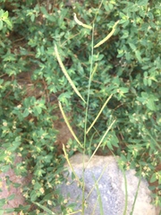 Bouteloua barbata rothrockii