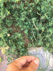 Bouteloua barbata rothrockii