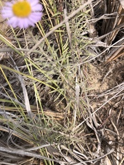 Erigeron blochmaniae