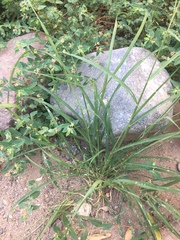 Bouteloua barbata rothrockii