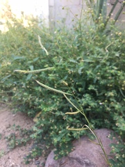 Bouteloua barbata rothrockii