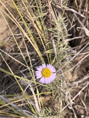 Erigeron blochmaniae
