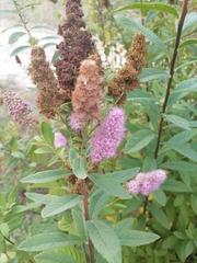 Spiraea × billardii