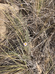 Erigeron blochmaniae