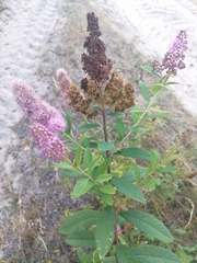 Spiraea × billardii