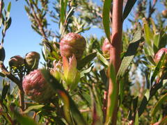 Leucadendron conicum
